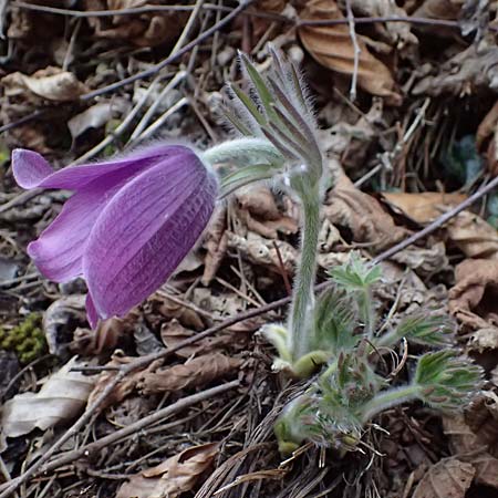 Pulsatilla styriaca \ Steirische Kuhschelle, A Leoben 8.3.2024