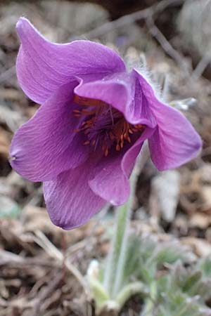 Pulsatilla styriaca \ Steirische Kuhschelle, A Leoben 8.3.2024
