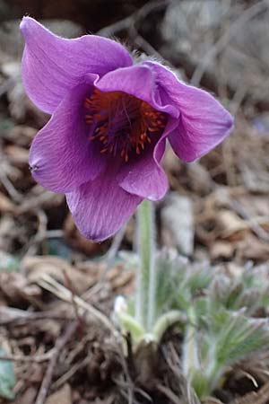 Pulsatilla styriaca \ Steirische Kuhschelle, A Leoben 8.3.2024