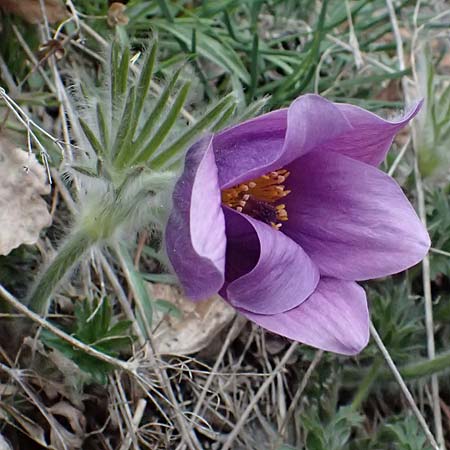 Pulsatilla styriaca \ Steirische Kuhschelle, A Leoben 8.3.2024