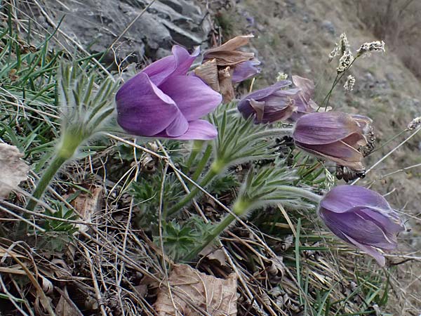 Pulsatilla styriaca \ Steirische Kuhschelle, A Leoben 8.3.2024