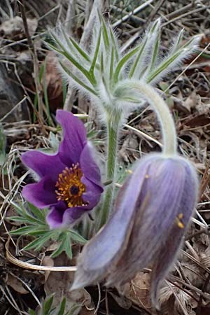 Pulsatilla styriaca \ Steirische Kuhschelle, A Leoben 8.3.2024