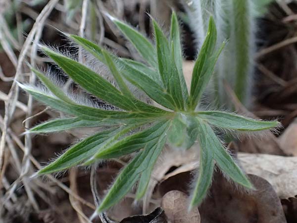 Pulsatilla styriaca \ Steirische Kuhschelle, A Leoben 8.3.2024