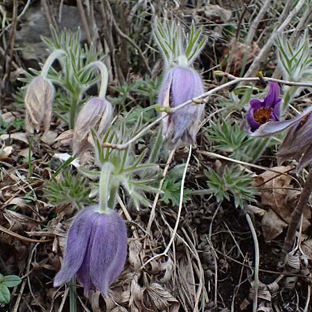 Pulsatilla styriaca \ Steirische Kuhschelle, A Leoben 8.3.2024