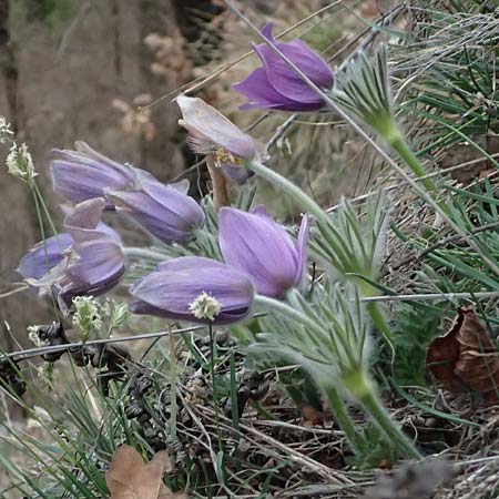 Pulsatilla styriaca \ Steirische Kuhschelle, A Leoben 8.3.2024