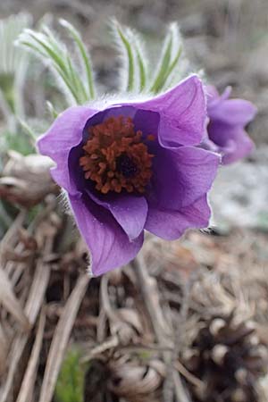 Pulsatilla styriaca \ Steirische Kuhschelle, A Leoben 8.3.2024