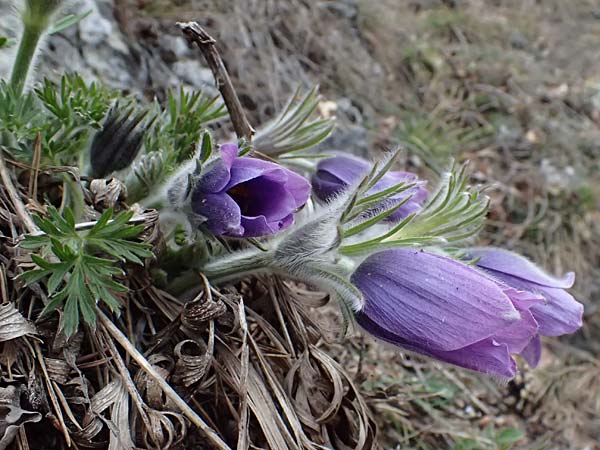 Pulsatilla styriaca \ Steirische Kuhschelle, A Leoben 8.3.2024