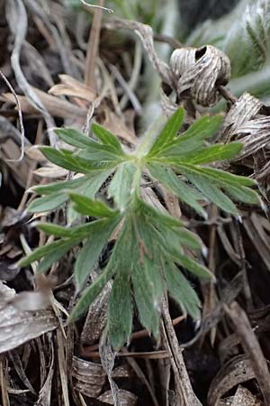 Pulsatilla styriaca \ Steirische Kuhschelle, A Leoben 8.3.2024