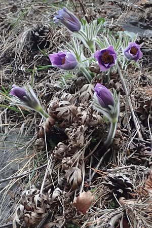 Pulsatilla styriaca \ Steirische Kuhschelle, A Leoben 8.3.2024