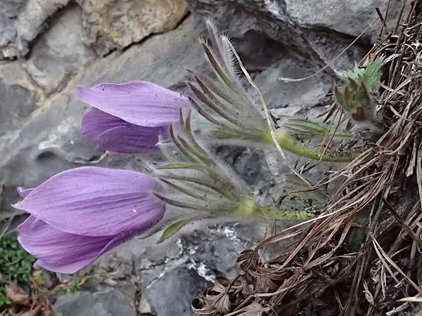 Pulsatilla styriaca \ Steirische Kuhschelle, A Leoben 8.3.2024