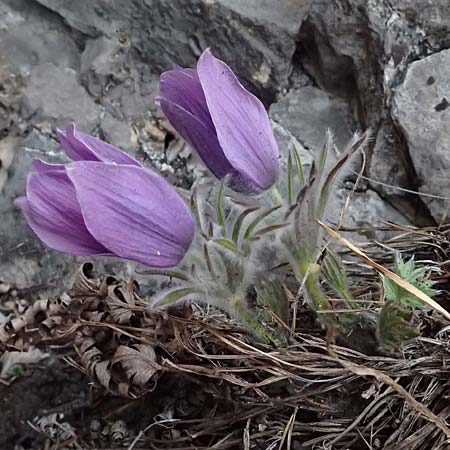 Pulsatilla styriaca \ Steirische Kuhschelle, A Leoben 8.3.2024