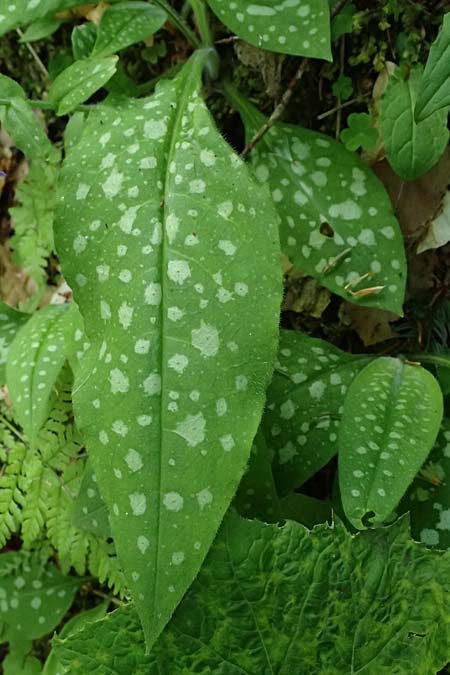 Pulmonaria stiriaca \ Steirisches Lungenkraut / Styrian Lungwort, A Garanas 13.5.2025