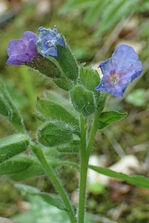 Pulmonaria stiriaca \ Steirisches Lungenkraut / Styrian Lungwort, A Garanas 13.5.2025