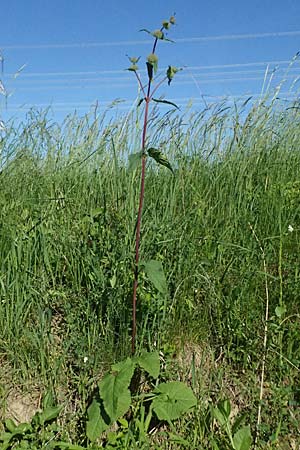 Phlomis tuberosa \ Knollen-Brandkraut / Tuberous Jerusalem Sage, A Wien 11.5.2025
