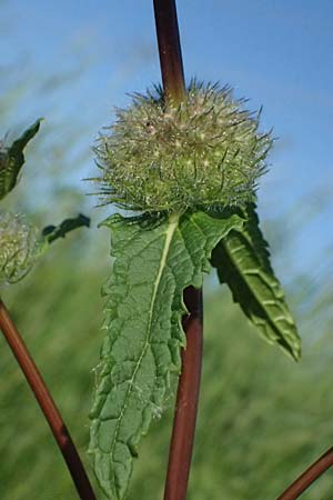Phlomis tuberosa \ Knollen-Brandkraut / Tuberous Jerusalem Sage, A Wien 11.5.2025