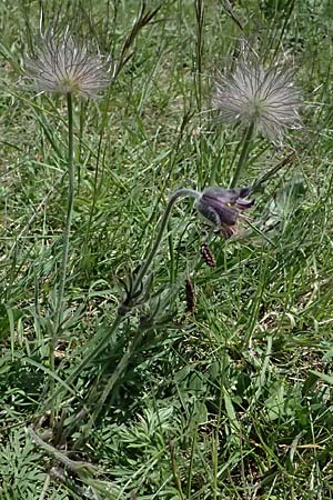 Pulsatilla pratensis subsp. nigricans \ Schw�rzliche Wiesen-Kuhschelle / Blackish Pasque-Flower, A Gie&szlig;h&uuml;bl 12.5.2025