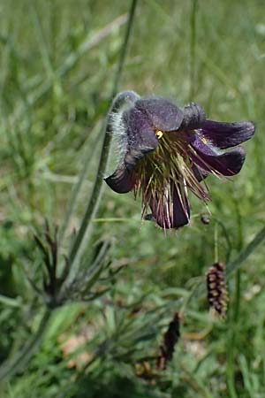 Pulsatilla pratensis subsp. nigricans \ Schw�rzliche Wiesen-Kuhschelle / Blackish Pasque-Flower, A Gie&szlig;h&uuml;bl 12.5.2025