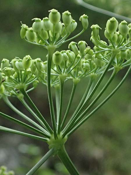 Peucedanum verticillare \ Riesen-Haarstrang, Quirliger Haarstrang / Giant Hog's Fennel, A Osttirol,  Lavant 30.6.2025