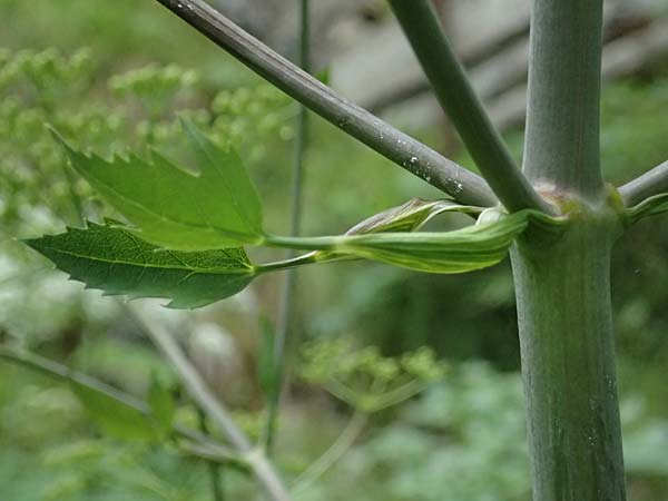 Peucedanum verticillare \ Riesen-Haarstrang, Quirliger Haarstrang / Giant Hog's Fennel, A Osttirol,  Lavant 30.6.2025