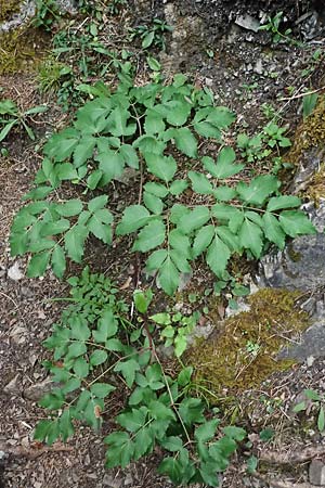 Peucedanum verticillare \ Riesen-Haarstrang, Quirliger Haarstrang / Giant Hog's Fennel, A Osttirol,  Lavant 30.6.2025