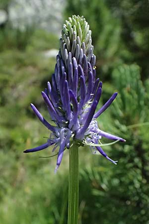 Phyteuma zahlbruckneri \ Zahlbruckners Teufelskralle, A Krimml 1.7.2025