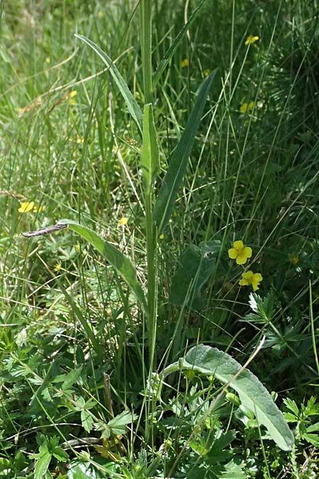 Phyteuma zahlbruckneri \ Zahlbruckners Teufelskralle, A Krimml 1.7.2025