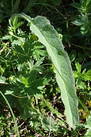 Phyteuma zahlbruckneri \ Zahlbruckners Teufelskralle, A Krimml 1.7.2025