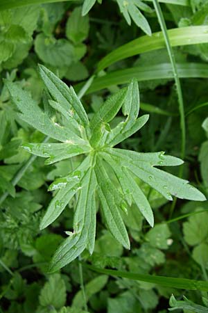 Ranunculus polyanthemos \ Vielbl&uuml;tiger Hahnenfu� / Multiflowered Buttercup, A Malta - Tal / Valley 7.6.2008