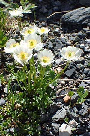 Ranunculus glacialis \ Gletscher-Hahnenfu� / Glacier Crowfoot, A Gro&szlig;glockner 30.6.2025