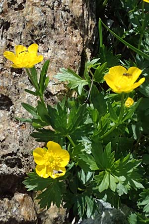 Ranunculus montanus \ Berg-Hahnenfu� / Mountain Buttercup, A Gro&szlig;glockner 30.6.2025