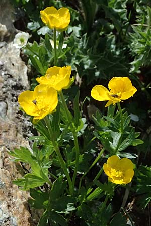 Ranunculus montanus \ Berg-Hahnenfu� / Mountain Buttercup, A Gro&szlig;glockner 30.6.2025