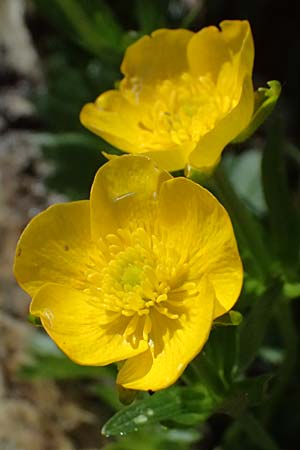 Ranunculus montanus \ Berg-Hahnenfu� / Mountain Buttercup, A Gro&szlig;glockner 30.6.2025