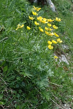 Ranunculus montanus \ Berg-Hahnenfu� / Mountain Buttercup, A Kolm Saigurn 2.7.2025