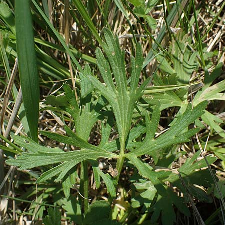Ranunculus polyanthemos \ Vielbl&uuml;tiger Hahnenfu� / Multiflowered Buttercup, A Seewinkel, Illmitz 9.5.2022