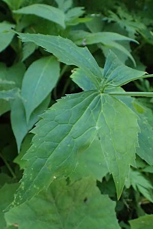 Ranunculus platanifolius \ Platanenbl&auml;ttriger Hahnenfu� / Large White Buttercup, A Krimml 1.7.2025