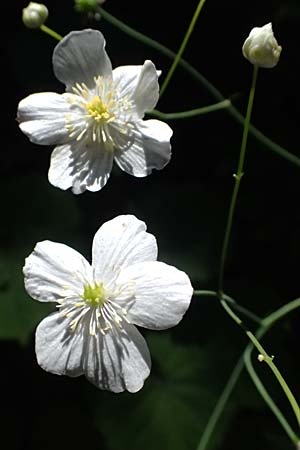 Ranunculus platanifolius \ Platanenbl&auml;ttriger Hahnenfu� / Large White Buttercup, A Krimml 1.7.2025
