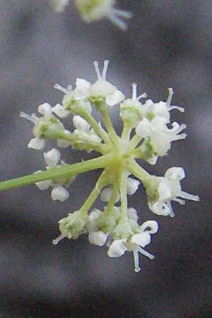 Seseli austriacum \ �sterreicher Bergfenchel, �sterreicher Sesel / Austrian Seseli, A Klaus 14.7.2007