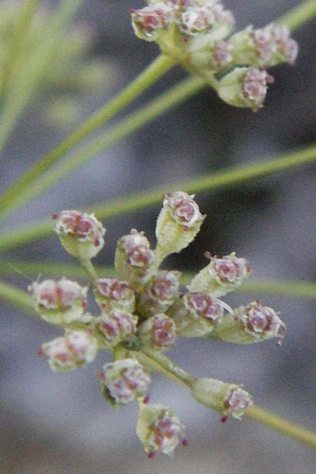Seseli austriacum \ �sterreicher Bergfenchel, �sterreicher Sesel / Austrian Seseli, A Klaus 14.7.2007