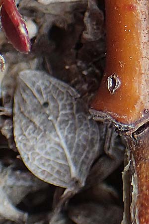 Salix alpina \ Alpen-Weide / Alpine Willow, A K&auml;rnten/Carinthia, Hochobir 19.5.2016
