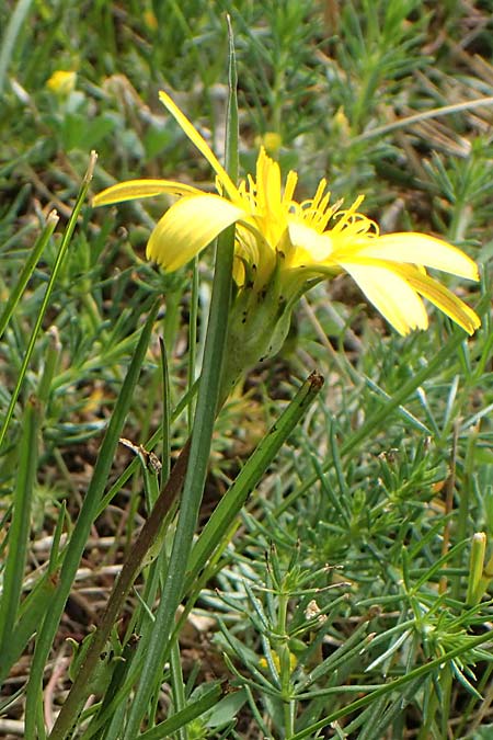 Scorzonera cana / Jacquin's Viper's Grass, A Seewinkel, Apetlon 8.5.2022