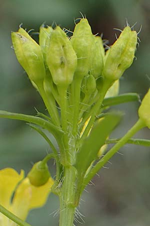 Sisymbrium loeselii \ Loesels Rauke / False London Rocket, A Wien 2.4.2023