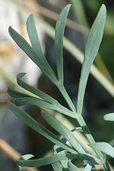 Seseli osseum \ Meergr�ner Bergfenchel, Knochenharter Bergfenchel / Bony Seseli, A Hainburg 8.7.2023