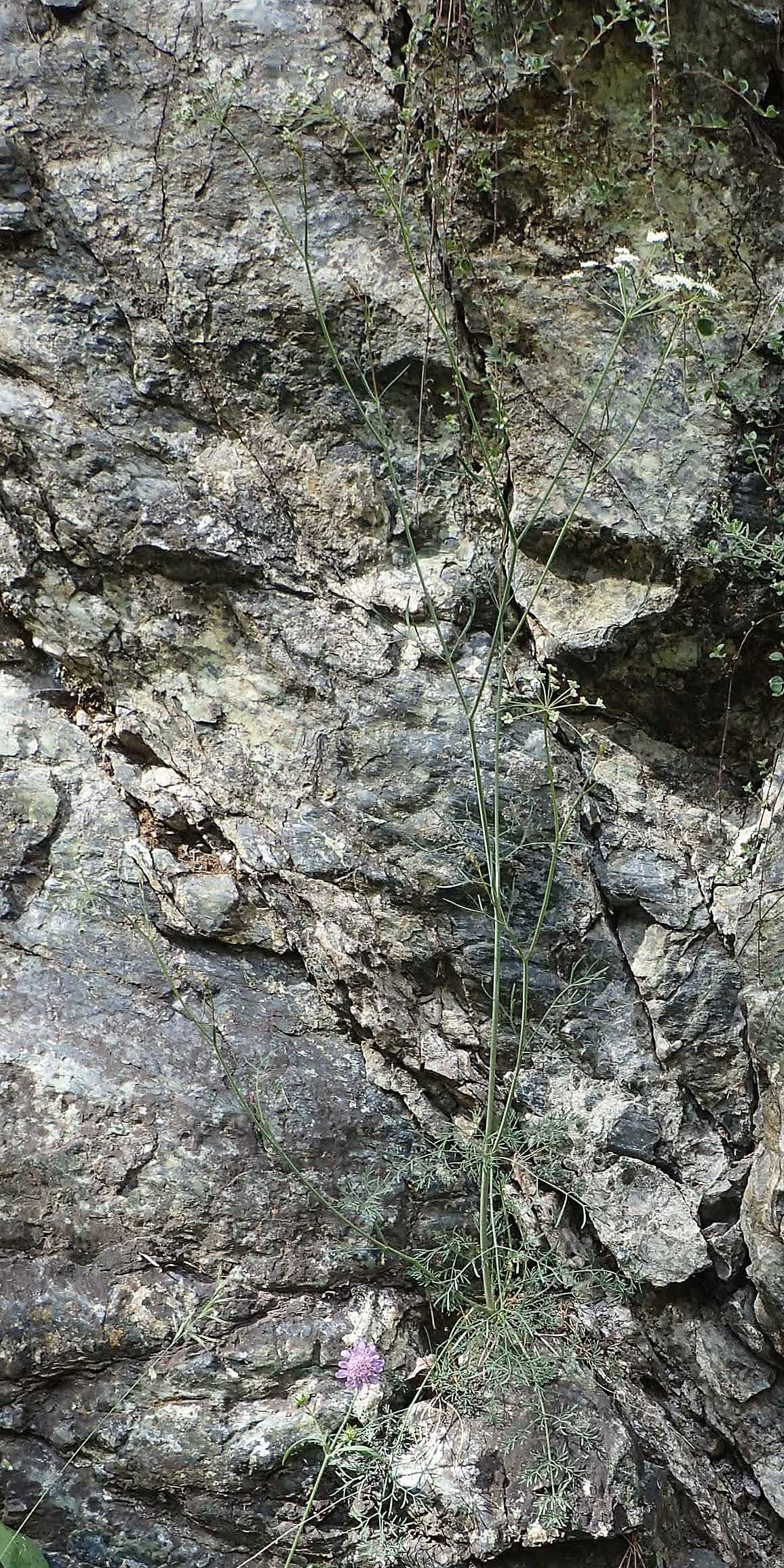 Seseli austriacum \ �sterreicher Bergfenchel, �sterreicher Sesel / Austrian Seseli, A Kraubath (Mur) 27.6.2021