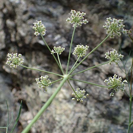 Seseli austriacum \ �sterreicher Bergfenchel, �sterreicher Sesel / Austrian Seseli, A Kraubath (Mur) 27.6.2021
