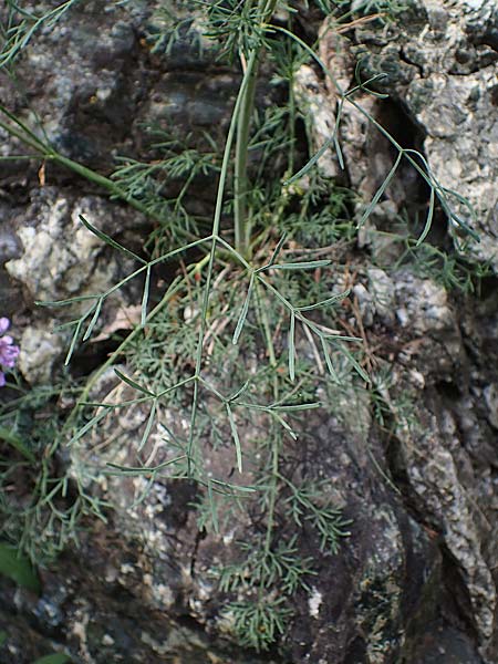 Seseli austriacum \ �sterreicher Bergfenchel, �sterreicher Sesel / Austrian Seseli, A Kraubath (Mur) 27.6.2021