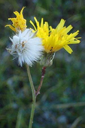 Sonchus arvensis subsp. uliginosus \ Drsenlose Acker-Gnsedistel / Glandless Field Sow-Thistle, A Seewinkel, Apetlon 23.9.2022