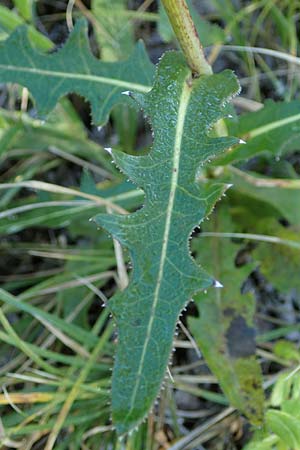 Sonchus arvensis subsp. uliginosus \ Drsenlose Acker-Gnsedistel / Glandless Field Sow-Thistle, A Seewinkel, Apetlon 23.9.2022