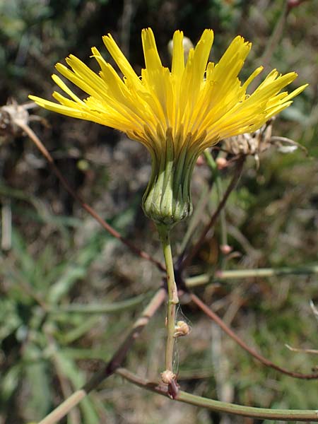 Sonchus arvensis subsp. uliginosus \ Drsenlose Acker-Gnsedistel / Glandless Field Sow-Thistle, A Seewinkel, Apetlon 23.9.2022