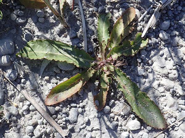 Sonchus arvensis subsp. uliginosus \ Drsenlose Acker-Gnsedistel / Glandless Field Sow-Thistle, A Seewinkel, Apetlon 23.9.2022