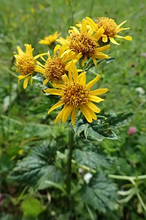 Senecio alpinus \ Alpen-Greiskraut, A Admont 5.7.2024